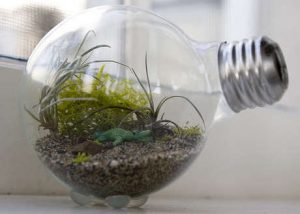 making-a-flower-pot-out-of-light-bulb-3