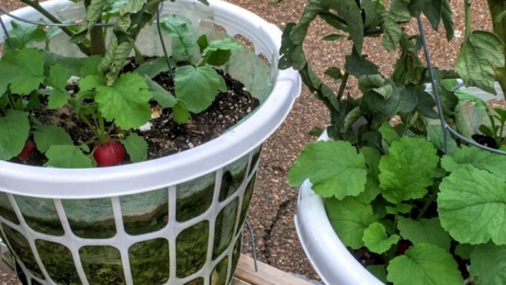Laundry Basket Garden DIY – İDEAS
