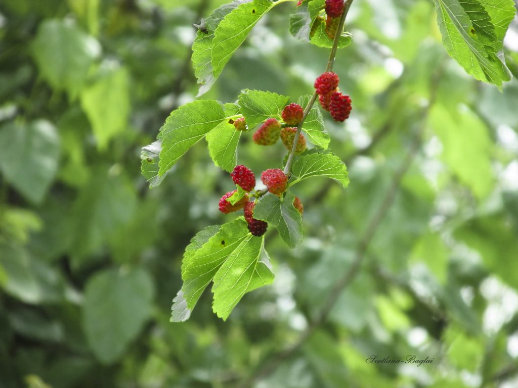 DELICIOUS BERRIES WILL SOON!