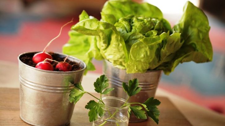Robert’s Fruit & Vegetable Container Garden
