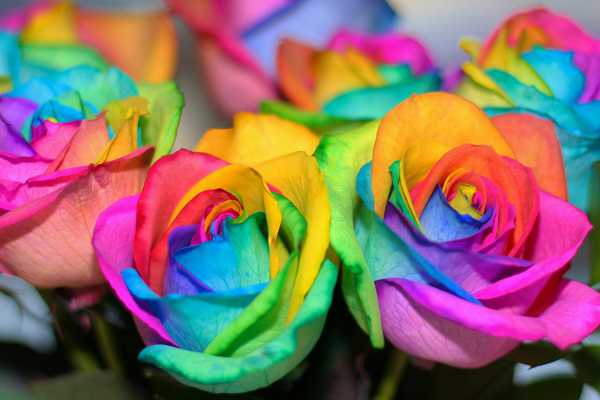 DIY Rainbow Roses – Mother’s Day Gift