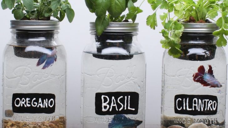 DIY Self-Fertilizing Aquarium Planters