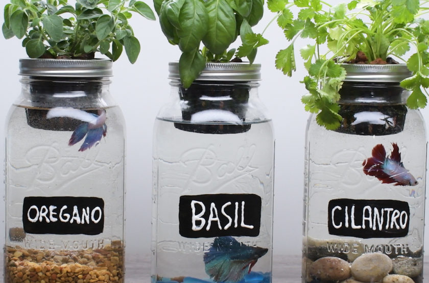 DIY Self-Fertilizing Aquarium Planters
