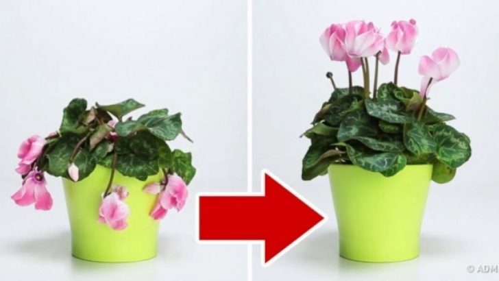 Natural homemade fertilizer – 3 Ingredients That Will Bring Your Favorite Plant Back to Life