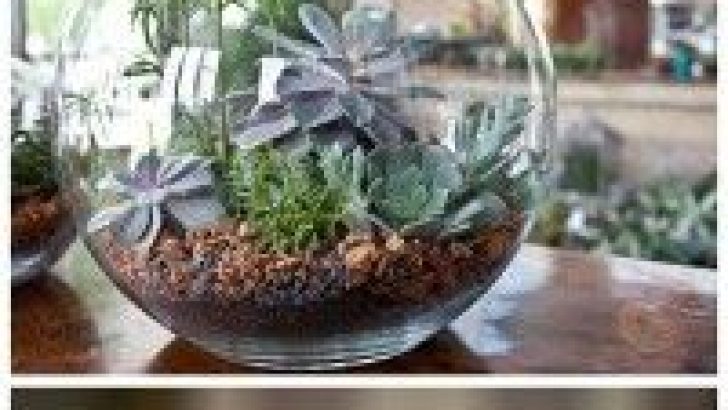 21 Simple Ideas For Adorable DIY Terrariums